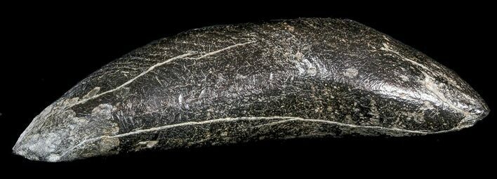 Fossil Sperm Whale Tooth - South Carolina #45959